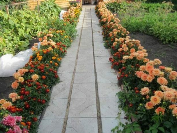 Blumen-Garten-Grenze von Dahlien