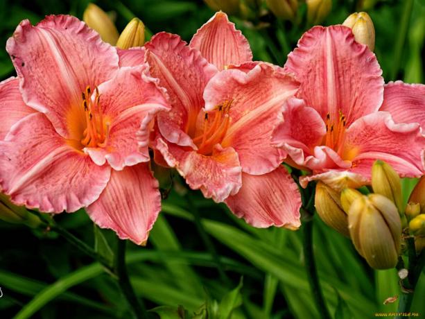 Taglilien - Beeindruckende und unprätentiös Luxus Ihres Gartens. Schönheit ohne Probleme