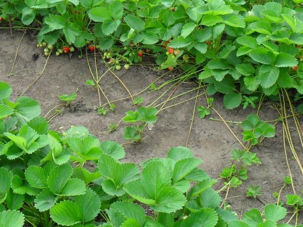 Wie Erdbeeren aus Samen wachsen erfolgreich und ohne Probleme, und ob es überhaupt zu tun