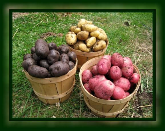 Wie die Kartoffeln speichern frisch bis zum Frühjahr zu Hause, ohne Keller (eine einfache unkomplizierte Art und Weise) 🥔🥔🥔