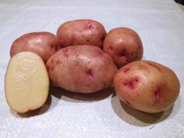 Kartoffelsorten, „Shukowski früh“