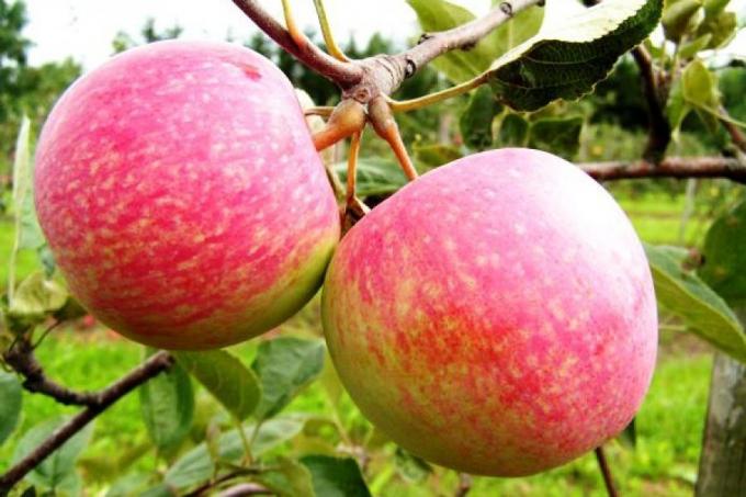 Bereiten Sie Apfel auf die nächste Saison. Wie im nächsten Jahr der Ernte durch die 1,5-fache erhöhen