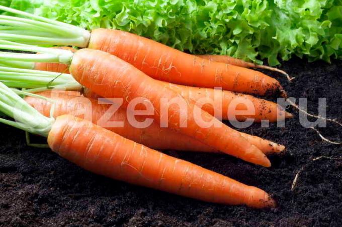 Sow Karotten: Beratung über Pflanzung und Pflege