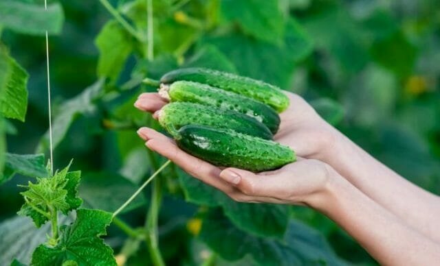 Wächst köstliche Gurke: die Geheimnisse der erfahrenen Gärtner