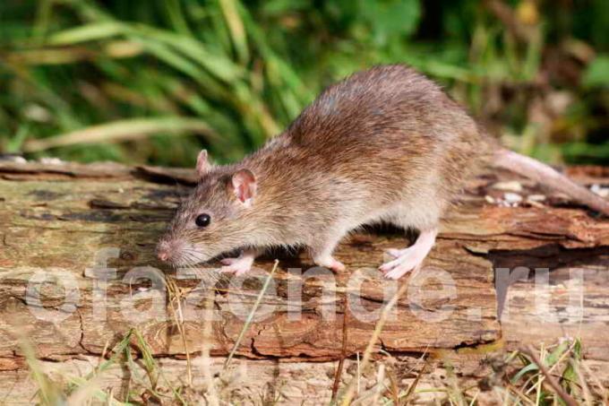 Lassen Sie sich von Ratten im Garten Boden befreien: kostengünstige humane Methode