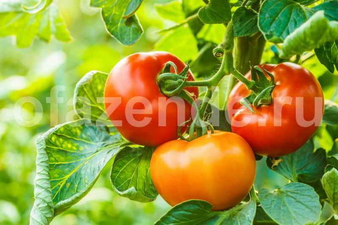 Wachsende Tomaten im Gewächshaus (Foto verwendet unter der Standardlizenz © ofazende.ru)