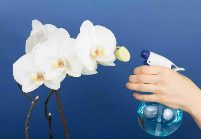 Wie man die Phalaenopsis-Orchidee zu Blüte machen?