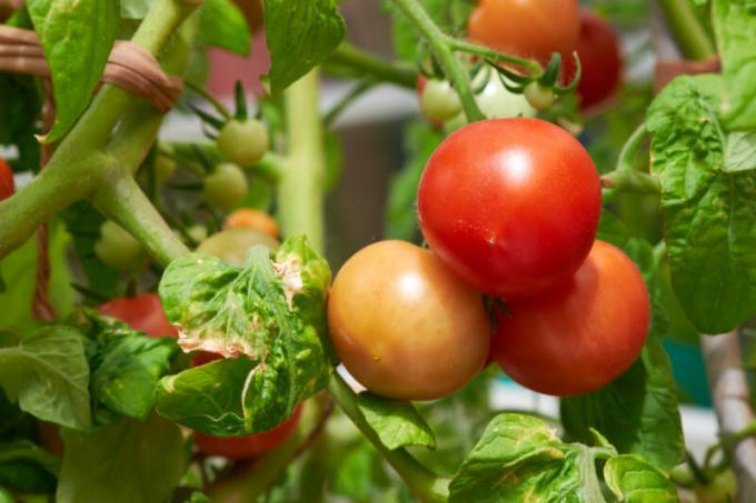 Brown-braune Flecken auf den Blättern von Tomaten: was es ist und wie man kämpft