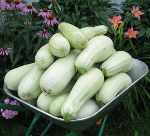 Was im Land, neue Sorten von Zucchini zu pflanzen. Hybride Zucchini