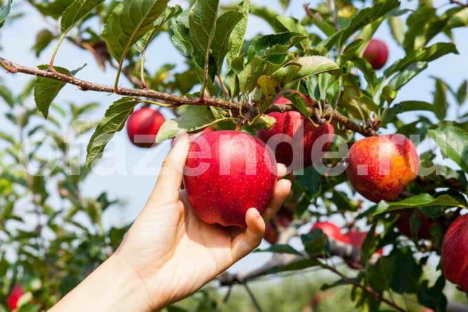 Apfelbäume im Garten. Illustration für einen Artikel für eine Standard-Lizenz verwendet © ofazende.ru