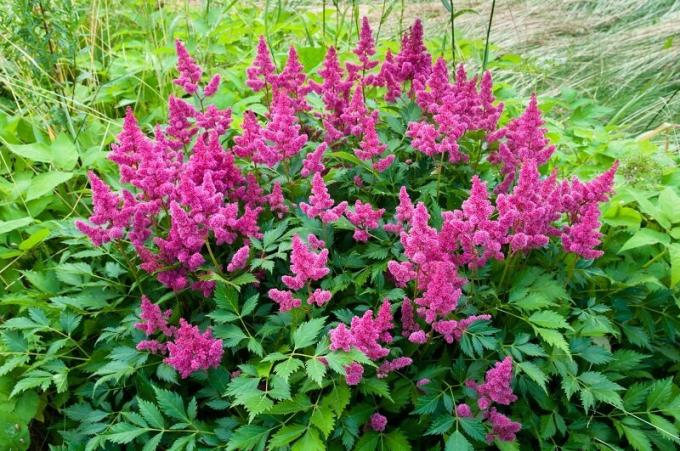 Astilbe. Illustration für einen Artikel für eine Standard-Lizenz verwendet © ofazende.ru