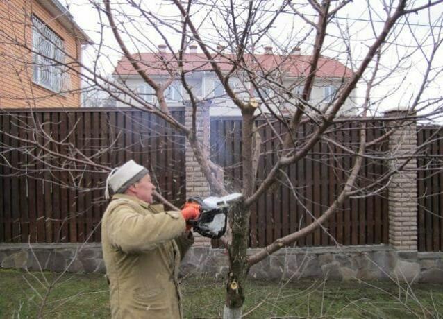 Pruning alten Apfelbäumen