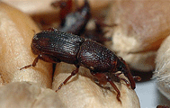 Der Rüsselkäfer der Scheune war bereits einige tausend Jahre vor unserer Zeit für seinen Schaden für die Menschheit bekannt.