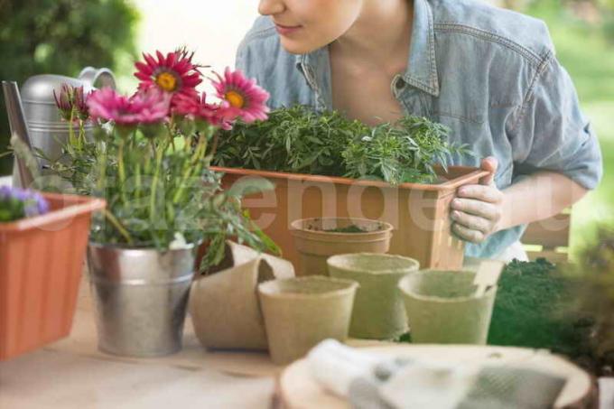 Wachsende Zimmerpflanzen. Illustration für einen Artikel für eine Standard-Lizenz verwendet © ofazende.ru