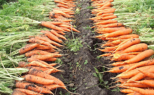 Wie frische Karotten den ganzen Winter zu halten: 5 Geheimnisse