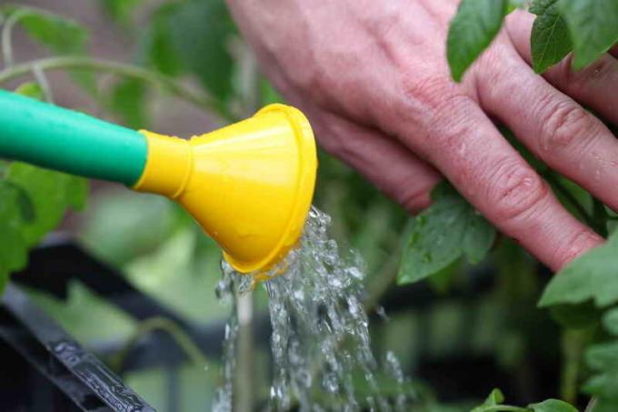 Fehler beim Anbau von Tomaten