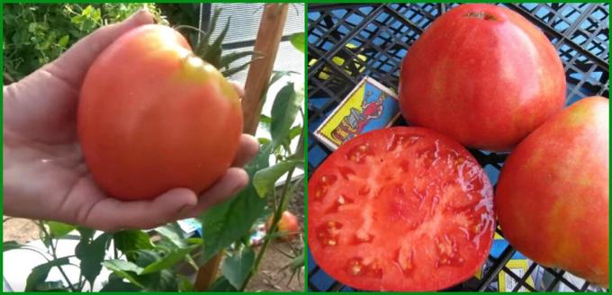 5 am bestes rentier und ertragreiche Sorten von Tomaten im Gewächshaus und im Freiland für das Jahr 2020 wachsen