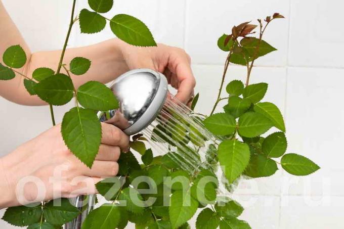 Wie Sie Ihre Zimmerpflanzen die Blätter von Staub zu waschen, zu glänzenden?