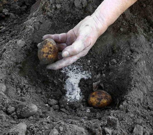 Die Zugabe von Asche, wenn Kartoffeln pflanzen. Illustration für einen Artikel für eine Standard-Lizenz verwendet © ofazende.ru