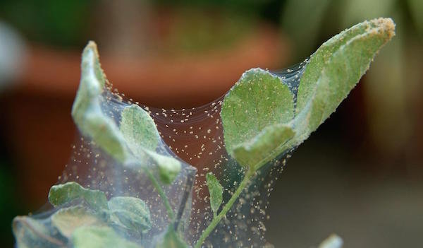 Wie wird man von Spinnmilben auf Zimmerpflanzen befreien