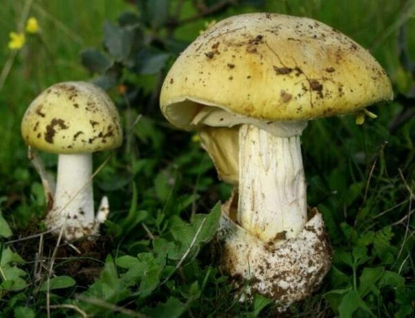 10 Arten von giftigen Pilzen, die man am besten in dem Wald