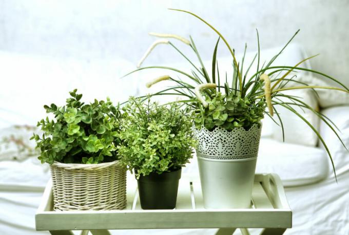 Wasserstoffperoxid - eine echte Entdeckung für Blumen im Winter. Wie bewerbe ich und welche Ergebnisse zu erwarten