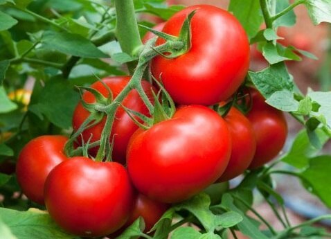 Effektive Möglichkeiten, Hilfe zu wachsen süße Tomaten