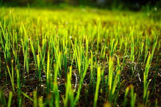 Säen Gras im Herbst: die Geheimnisse einer perfekten Rasen