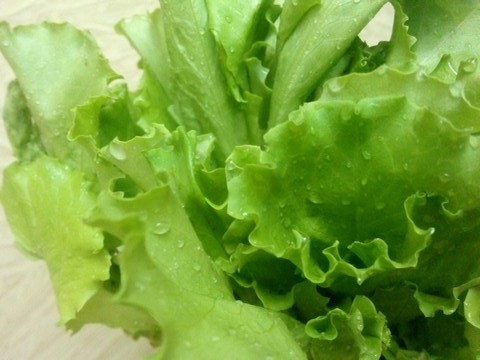 Stellen Sie vor dem Aufbewahren des Salats im Kühlschrank sicher, dass nicht der kleinste Wassertropfen darauf bleibt.