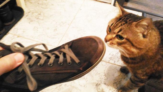 Die Annahme von Schuhen meiner Katze.