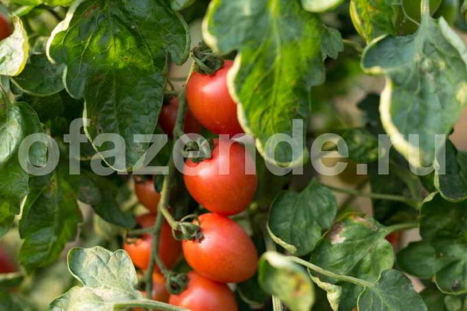 Anbau von Tomaten im Gewächshaus. Illustration für einen Artikel für eine Standard-Lizenz verwendet © ofazende.ru