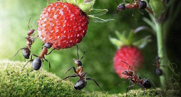 Ameisen auf der Seite: Schaden oder Nutzen?