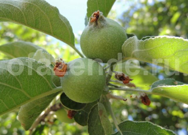 Ovar-Äpfel auf einem Zweig. Illustration für einen Artikel für eine Standard-Lizenz verwendet © ofazende.ru