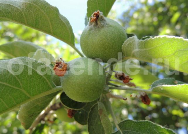 Apple-Crumble - Feed the tree