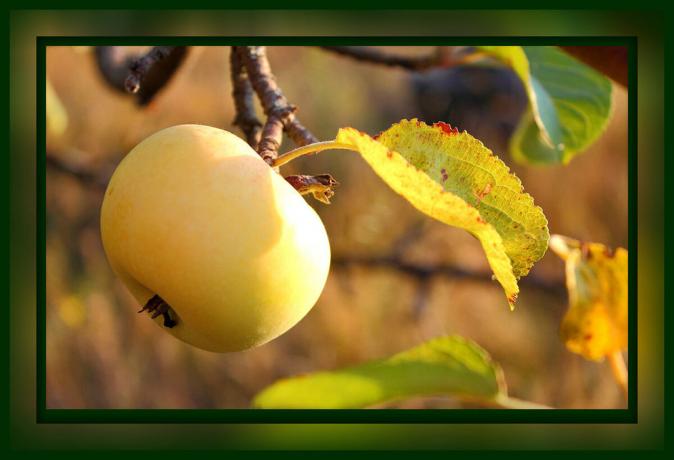 Mandatory Pflege des Apfelbaums, im September und Oktober: nur 4 Schritte zur großen Ernte, die jetzt getan werden muss,
