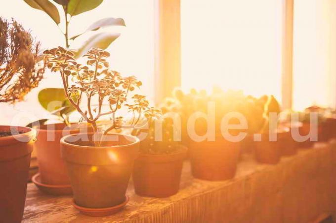 Topfpflanzen für den Balkon. Illustration für einen Artikel für eine Standard-Lizenz verwendet © ofazende.ru