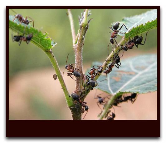 Ameisen schützen Blattläuse