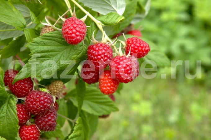 Kochen Himbeere für den Winter: Vorbereitung