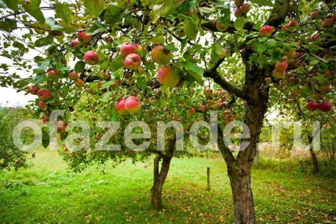 Pflege für Apfelbäume. Illustration für einen Artikel für eine Standard-Lizenz verwendet © ofazende.ru
