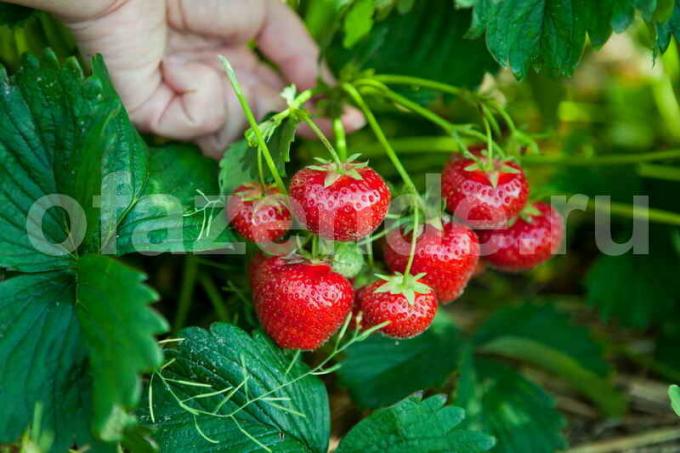 Wachsende Erdbeeren. Illustration für einen Artikel für eine Standard-Lizenz verwendet © ofazende.ru