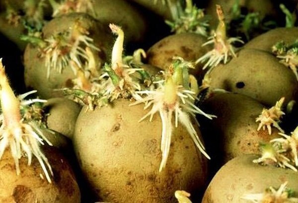Die richtige Vorbereitung vor dem Einpflanzen Kartoffeln, die eine reiche Ernte liefern