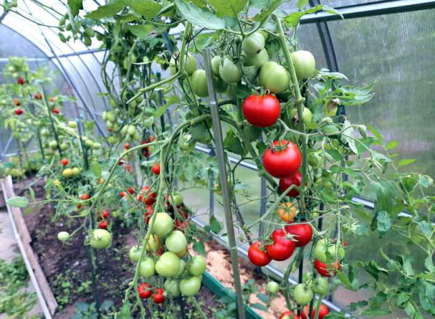 Pflege für Tomaten im Gewächshaus (Foto verwendet unter der Standardlizenz © ofazende.ru)