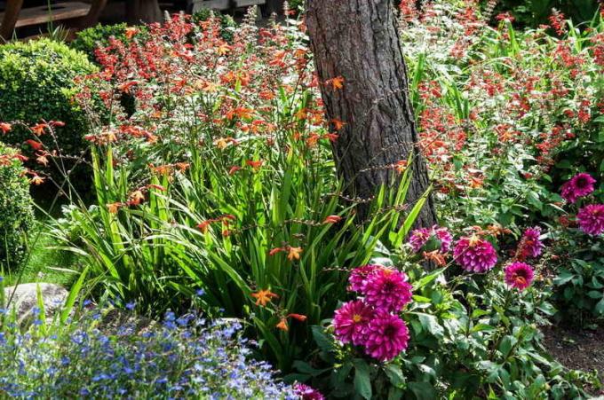 Garten Blumenbeet im tiefen Schatten Tipps Gärtner