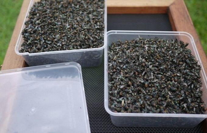 Häusler produziert artless Fliegenfalle, die in dieser Woche mehr als 2 kg Fliegen bekommen hat