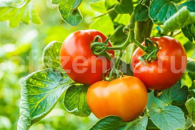Wachsende Tomaten. Illustration für einen Artikel für eine Standard-Lizenz verwendet © ofazende.ru