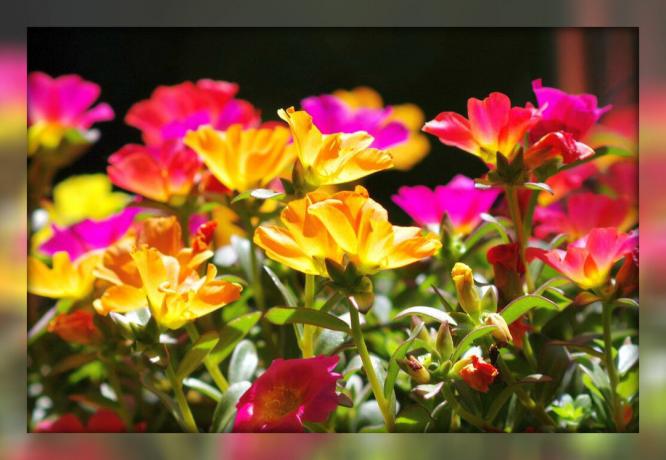 Portulak dekorativ - ein prächtiges blühenden Teppich für Ihren Garten und Blumenbeete