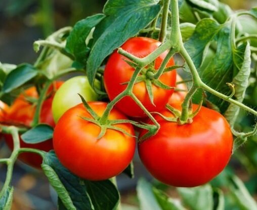 Wie die fruiting von Tomaten im August verlängern