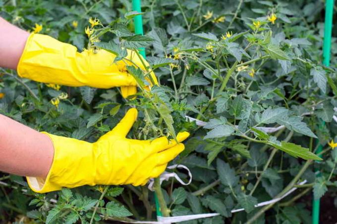 Laub in Tomaten - zu löschen, oder nicht? All das Gemüse pasynkovanii