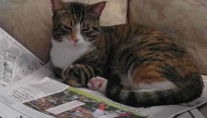 Umweltfreundlich, recycelbar einmal pro Woche für Haustier Wurf. / Foto: tuxedo-cat.co.uk