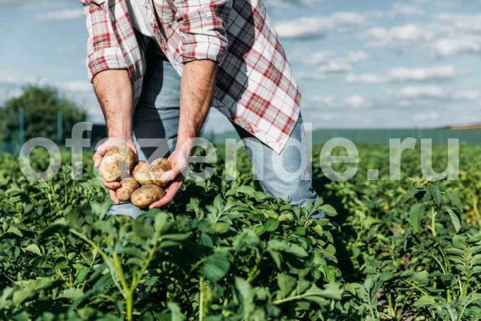 Anbau von Kartoffeln in Stroh
